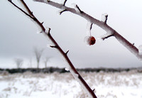 Frozen berry