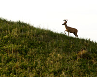 Sandhills deer