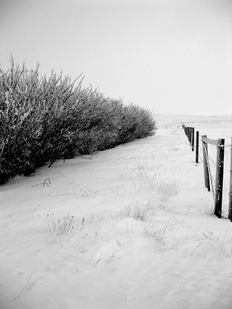 Hedgerow