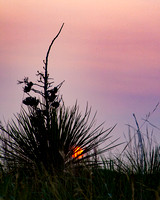 Yucca at sunset