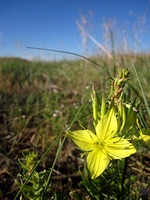 Sandhills primrose